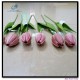 Tulip single stem