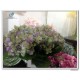 Silk Hydrangea flower 