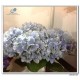 Silk Hydrangea flower 