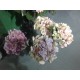 artificial flowers, silk flowers, wedding flowers, silk hydrangea flowers