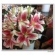 Silk Lily Flower 3D print
