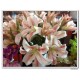 Silk Lily Flower 3D print
