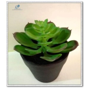 http://www.ls-decos.com/307-1077-thickbox/artificial-succulents.jpg