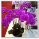 silk flowers, artificial flowers, silk orchids,artificial flowers arrangements