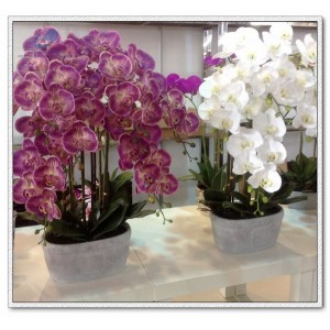 http://www.ls-decos.com/370-1188-thickbox/rubber-orchid-with-pot.jpg
