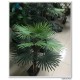 Artificial Small Palm Tree