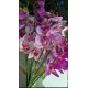 silk phalaenopsis orchid, artificial orchid