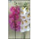 Soft Touch Phalaenopsis Orchid