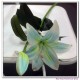 artificial flowers,silk flowers,real touch flowers,artificial lily﻿