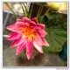 Lotus Water Lily 