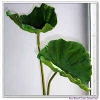 Lotus Leaf,Water lily leaf