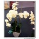 Phalaenopsis orchid large