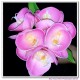 real touch mini phalaenopsis orchid