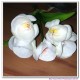 Mini phalaenopsis bouquets
