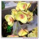 Mini phalaenopsis bouquets
