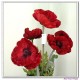 real touch poppy flowers